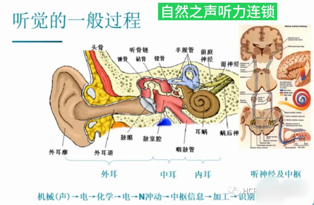 前庭神经分布图图片