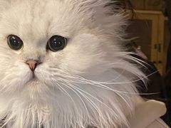 -猫猫幼稚园·撸猫·桌游·电玩
