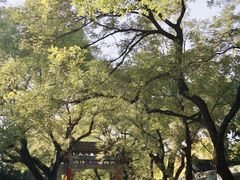 -北京国子监胡同
