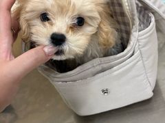 -米苏动物医院·犬猫专科·骨科外科内窥镜