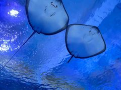 -海合安武汉极地海洋公园