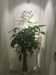 -紫御国际抗衰ZOE ANTI AGING