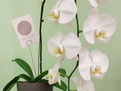 -花到家(富贵鸟花艺行)