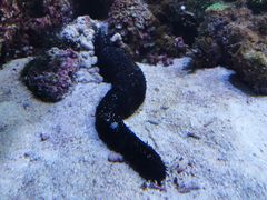 -珠海长隆海洋王国