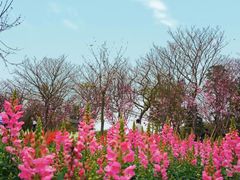 -天适樱花悠乐园