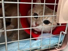 -关爱动物医院·心脏·中兽医·异宠(金牛路分院)