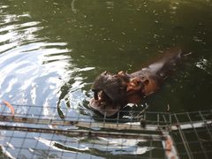 -深圳野生动物园