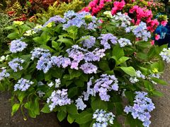 -龙大花卉苗木市场