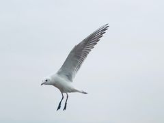 -深圳湾公园(南山区)