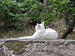 -成田山新胜寺