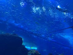 -成都浩海立方海洋公园