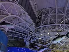 -烟台海昌鲸鲨海洋公园