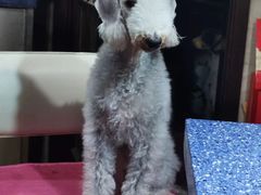 -北京观赏动物医院·24小时大型综合·猫专科·异宠专科