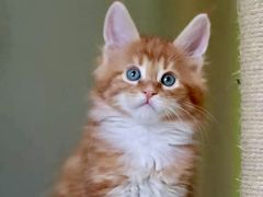 -猫十亿·布偶金渐层·曼基康矮脚猫舍(青年路店)