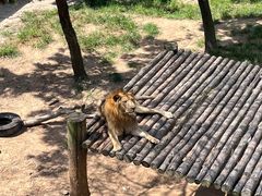 -西霞口神雕山野生动物世界