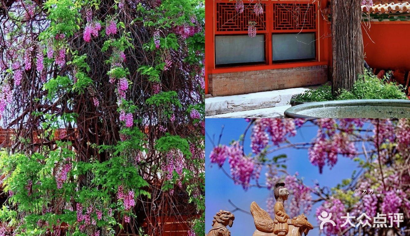 北京紫藤观赏攻略｜8大最佳宝藏地