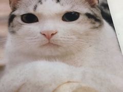 -袖虎·猫馆(体育西路店)