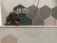 -瑞鹏宠物医院·骨科·猫科·内科(第一中心)