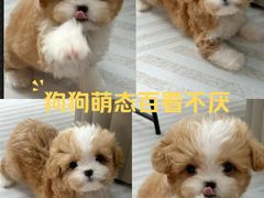 -FAELING PETS美天灵宠物(合生汇店)