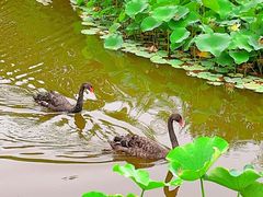 -成都市活水公园