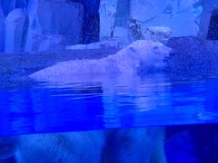 -上海海昌海洋公园-冰山北极馆