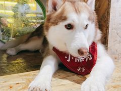 -Husky Go! 哈士奇体验馆·宠物咖啡厅狗咖