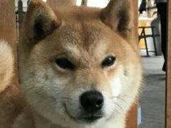 -柴犬高等学院·狗咖·柴犬售卖·宠物训练