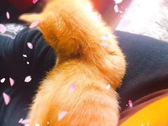 -瑞派·关忠动物医院·猫专科·犬专科(三环新城店)