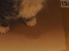 -艾吉宠物医院·疑难杂症转诊中心·猫友好(碧江路院)