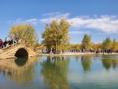 -金塔沙漠胡杨林景区