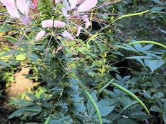 -黑龙江省森林植物园