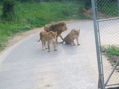 -西安秦岭野生动物园