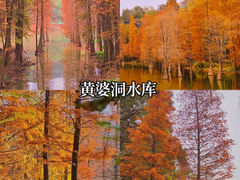 -番禺大夫山森林公园