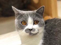 -猫和宫(六道口店)
