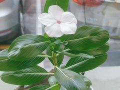 -鲜得莱渔港·小平岛海胆馆(七贤岭店)