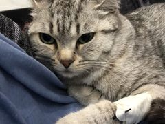 -伟伟宠物医院·CT影像中心·瑞派犬猫综合性门诊(汉口总院)