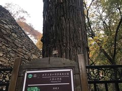 -北京上方山国家森林公园