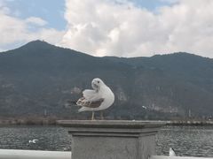 -海埂大坝