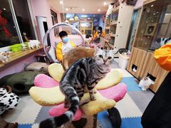 -囡的喵喵酱·萌宠生活馆·宠物洗护美容(胶州路店)