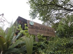 -奥兰多迪士尼动物王国乐园