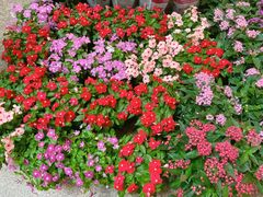 -双季花艺园艺市场(浦东店)