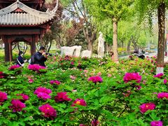 -石家庄市植物园