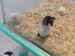 -怪兽屋·羊驼·猫咖·狗咖(俊华广场店)