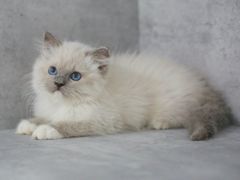 -小猫来了·猫舍(红山六九七九店)