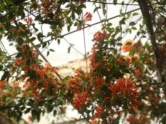 景观位-尼玛藏家风味园(阿山食城店)