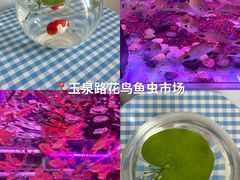 -花鸟鱼虫鲜花绿植市场(玉泉路店)