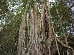 -中国科学院西双版纳热带植物园