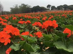 -松山湖梦幻百花洲