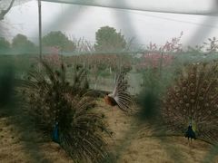 -武汉紫薇都市田园