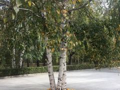 -黑龙江省森林植物园